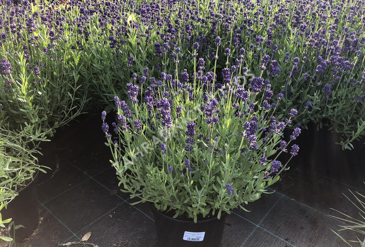 Levandule úzkolistá 'Blue Scent Imp.' - Lavandula angustifolia 'Blue Scent Imp.'
