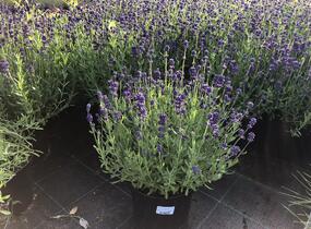 Levandule úzkolistá 'Blue Scent Imp.' - Lavandula angustifolia 'Blue Scent Imp.'