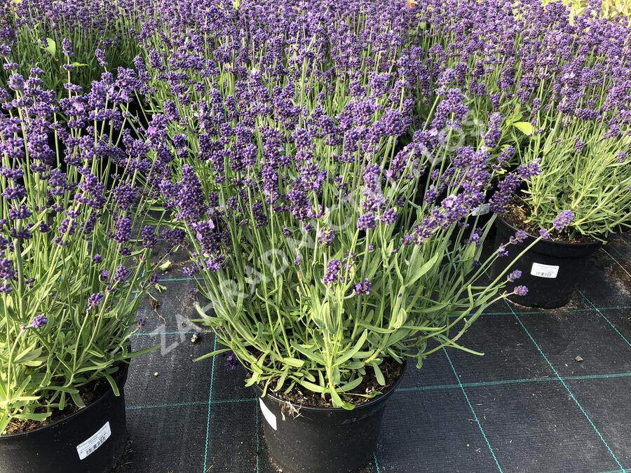 Levandule úzkolistá 'Blue Scent Imp.' - Lavandula angustifolia 'Blue Scent Imp.'
