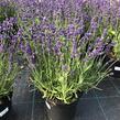 Levandule úzkolistá 'Blue Scent Imp.' - Lavandula angustifolia 'Blue Scent Imp.'