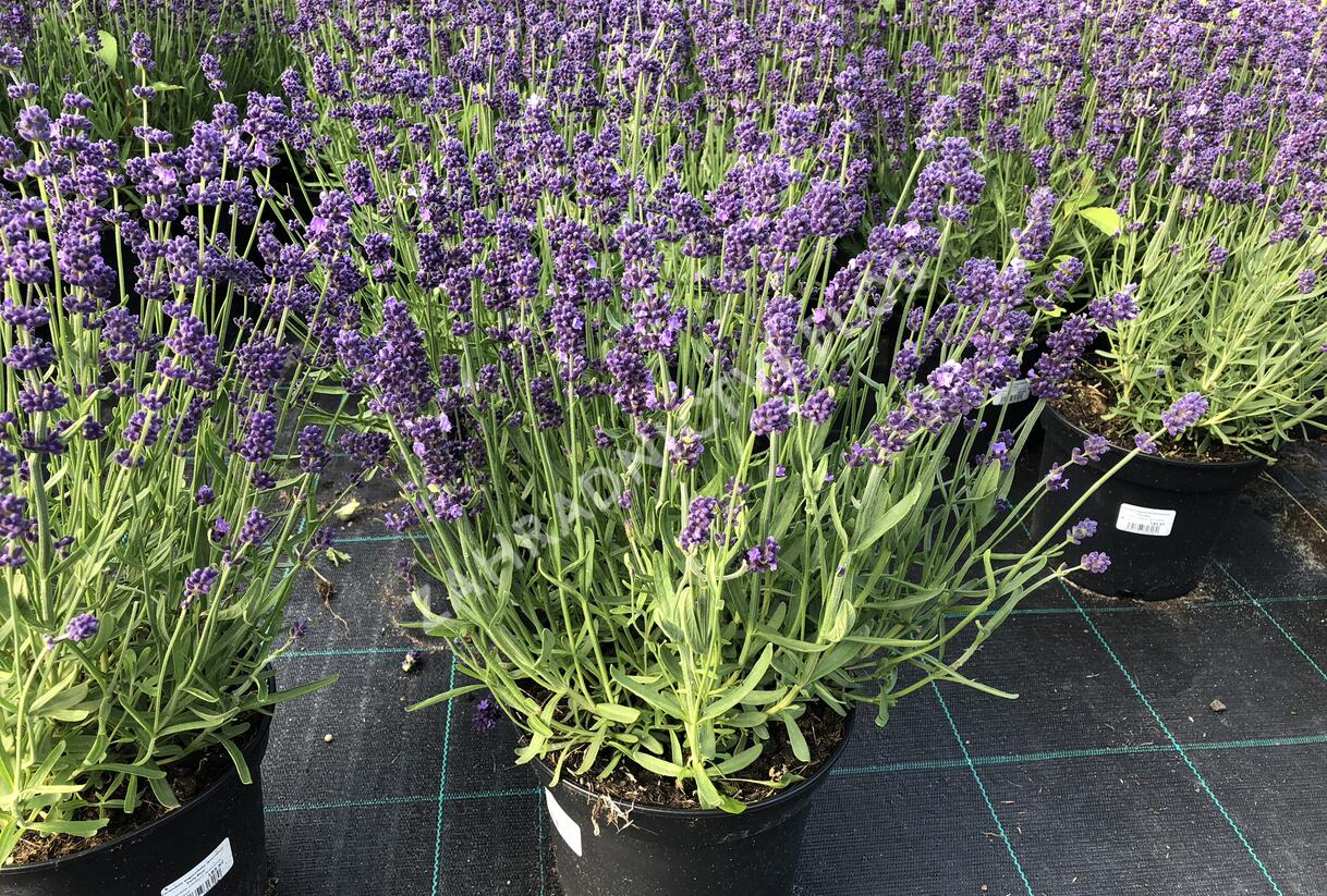 Levandule úzkolistá 'Blue Scent Imp.' - Lavandula angustifolia 'Blue Scent Imp.'