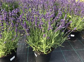 Levandule úzkolistá 'Blue Scent Imp.' - Lavandula angustifolia 'Blue Scent Imp.'
