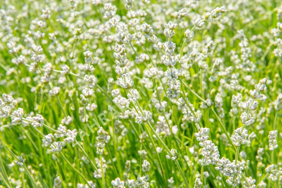 Levandule úzkolistá 'Aromatico Silver' - Lavandula angustifolia 'Aromatico Silver'