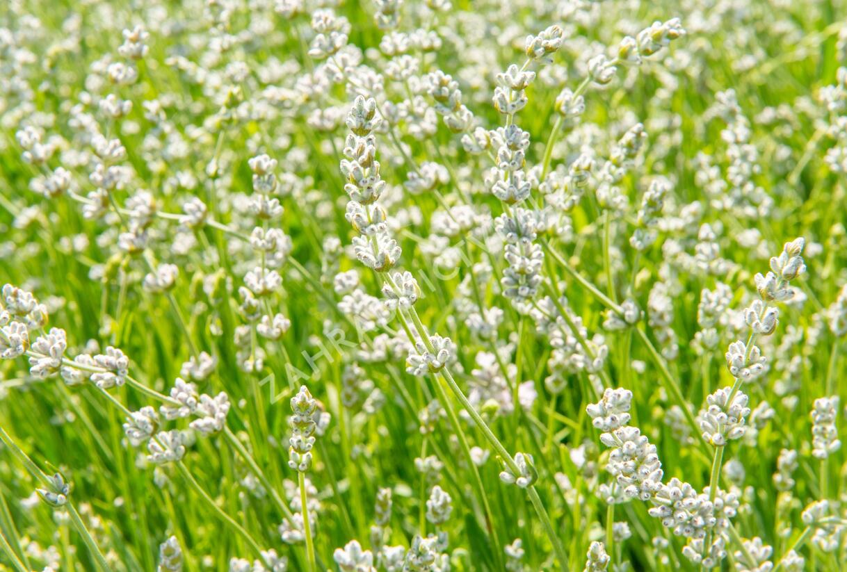 Levandule úzkolistá 'Aromatico Silver' - Lavandula angustifolia 'Aromatico Silver'