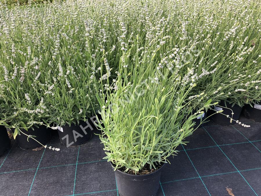 Levandule úzkolistá 'Aromatico Silver' - Lavandula angustifolia 'Aromatico Silver'