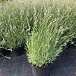 Levandule úzkolistá 'Aromatico Silver' - Lavandula angustifolia 'Aromatico Silver'