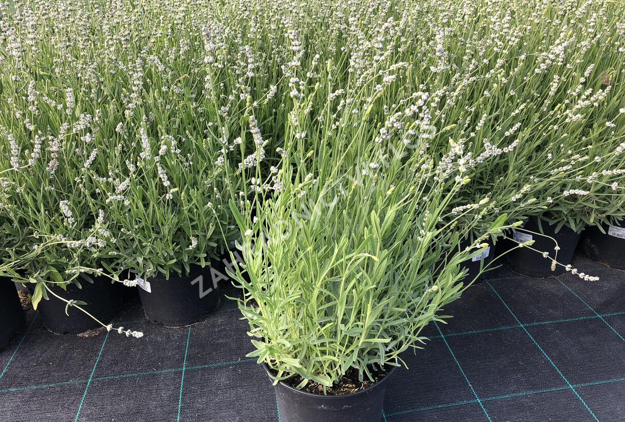 Levandule úzkolistá 'Aromatico Silver' - Lavandula angustifolia 'Aromatico Silver'