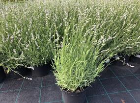 Levandule úzkolistá 'Aromatico Silver' - Lavandula angustifolia 'Aromatico Silver'