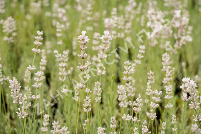 Levandule úzkolistá 'Aromatico Silver' - Lavandula angustifolia 'Aromatico Silver'