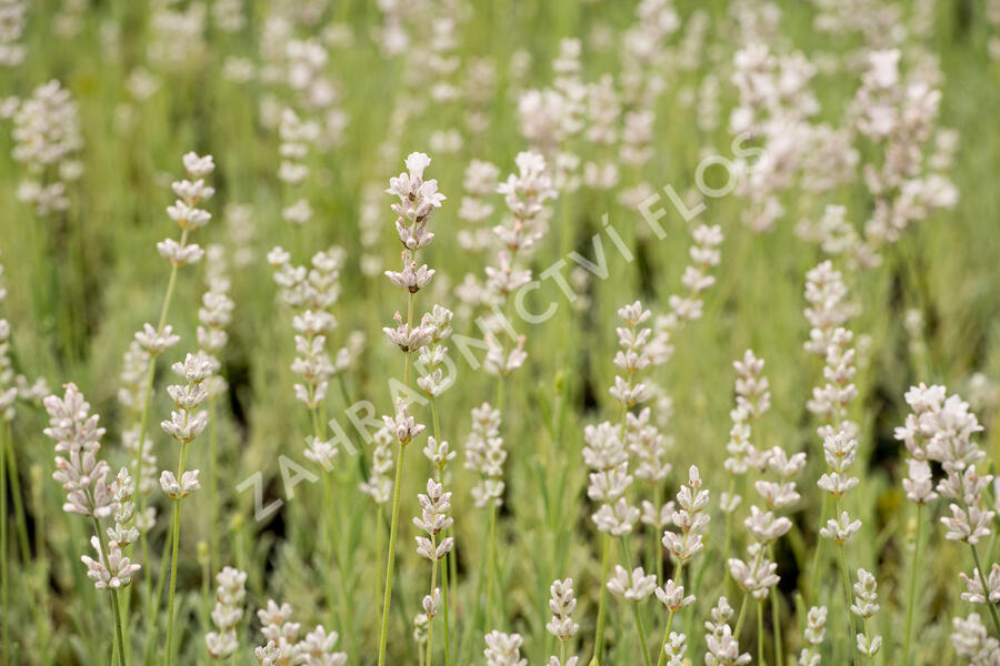 Levandule úzkolistá 'Aromatico Silver' - Lavandula angustifolia 'Aromatico Silver'