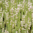 Levandule úzkolistá 'Aromatico Silver' - Lavandula angustifolia 'Aromatico Silver'