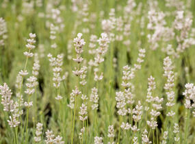 Levandule úzkolistá 'Aromatico Silver' - Lavandula angustifolia 'Aromatico Silver'
