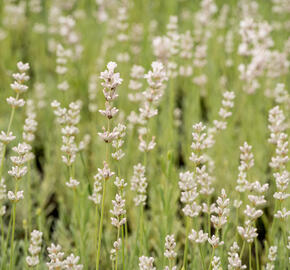 Levandule úzkolistá 'Aromatico Silver' - Lavandula angustifolia 'Aromatico Silver'