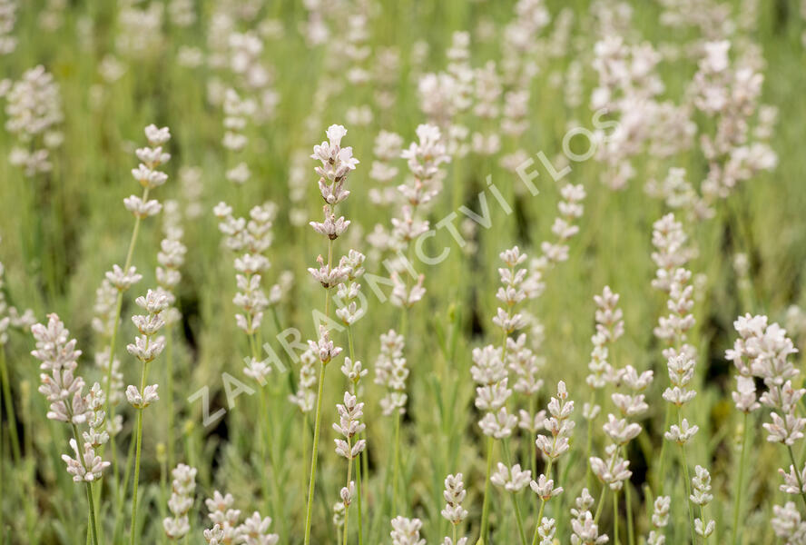 Levandule úzkolistá 'Aromatico Silver' - Lavandula angustifolia 'Aromatico Silver'