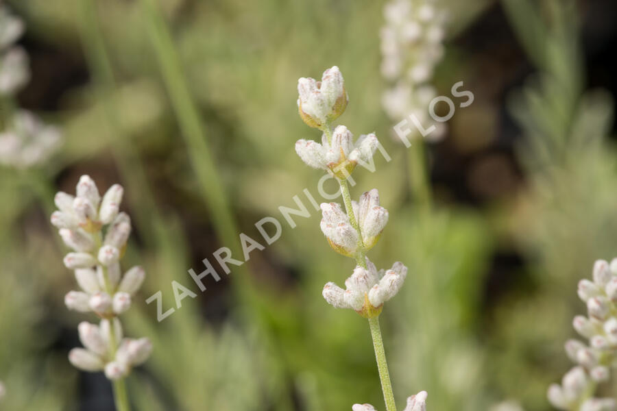 Levandule úzkolistá 'Aromatico Silver' - Lavandula angustifolia 'Aromatico Silver'