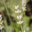 Levandule úzkolistá 'Aromatico Silver' - Lavandula angustifolia 'Aromatico Silver'