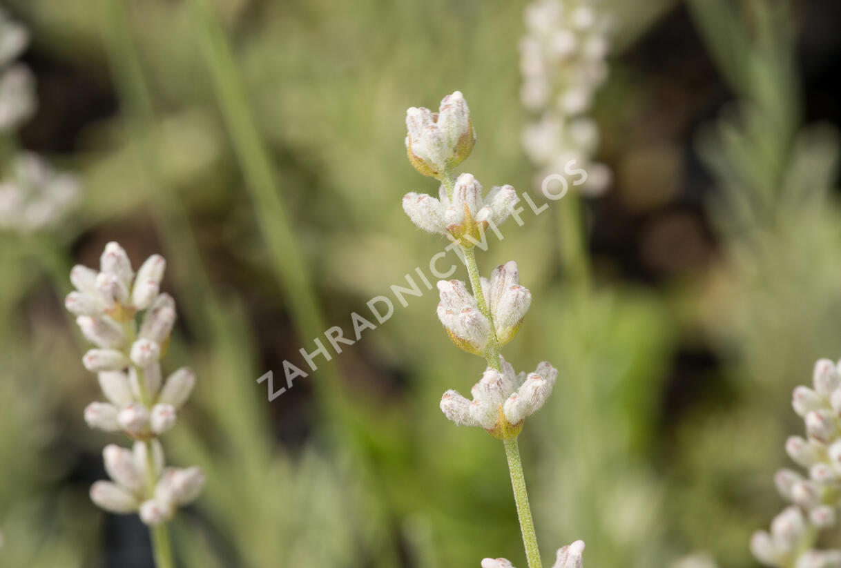 Levandule úzkolistá 'Aromatico Silver' - Lavandula angustifolia 'Aromatico Silver'