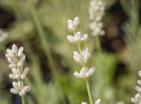 Levandule úzkolistá 'Aromatico Silver' - Lavandula angustifolia 'Aromatico Silver'