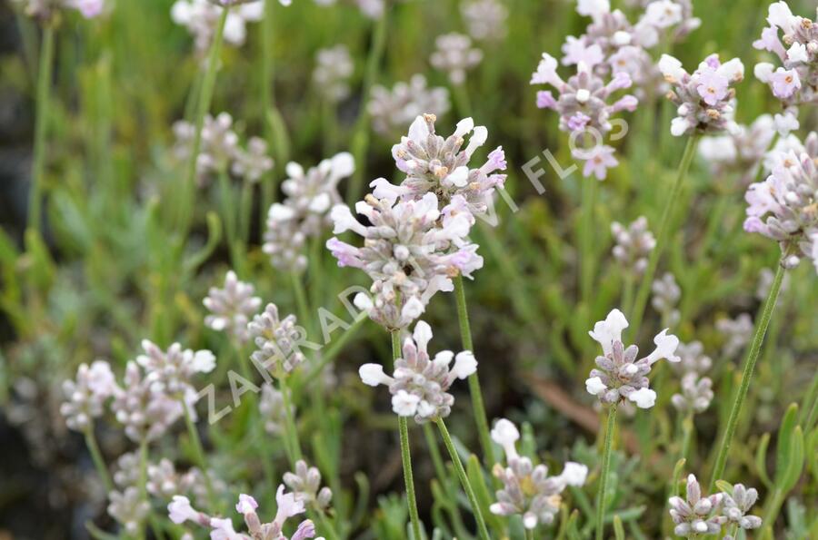 Levandule úzkolistá 'Aromatico Silver' - Lavandula angustifolia 'Aromatico Silver'