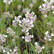 Levandule úzkolistá 'Aromatico Silver' - Lavandula angustifolia 'Aromatico Silver'