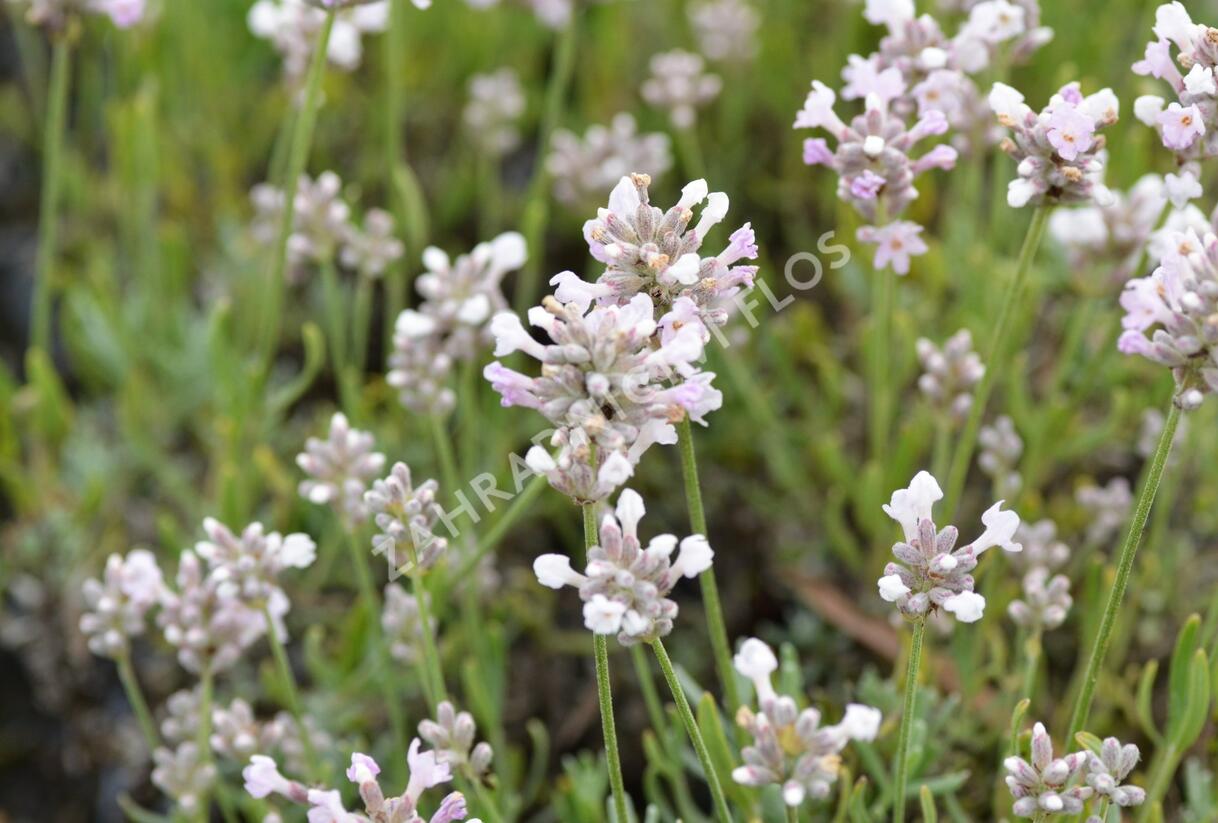 Levandule úzkolistá 'Aromatico Silver' - Lavandula angustifolia 'Aromatico Silver'