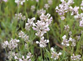 Levandule úzkolistá 'Aromatico Silver' - Lavandula angustifolia 'Aromatico Silver'