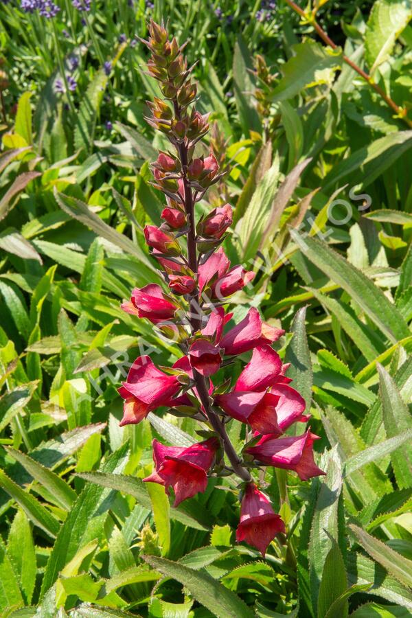 Náprstník 'Illumination Cherry Brandy' - Digitalis x hybrida 'Illumination Cherry Brandy'