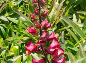 Náprstník 'Illumination Cherry Brandy' - Digitalis x hybrida 'Illumination Cherry Brandy'