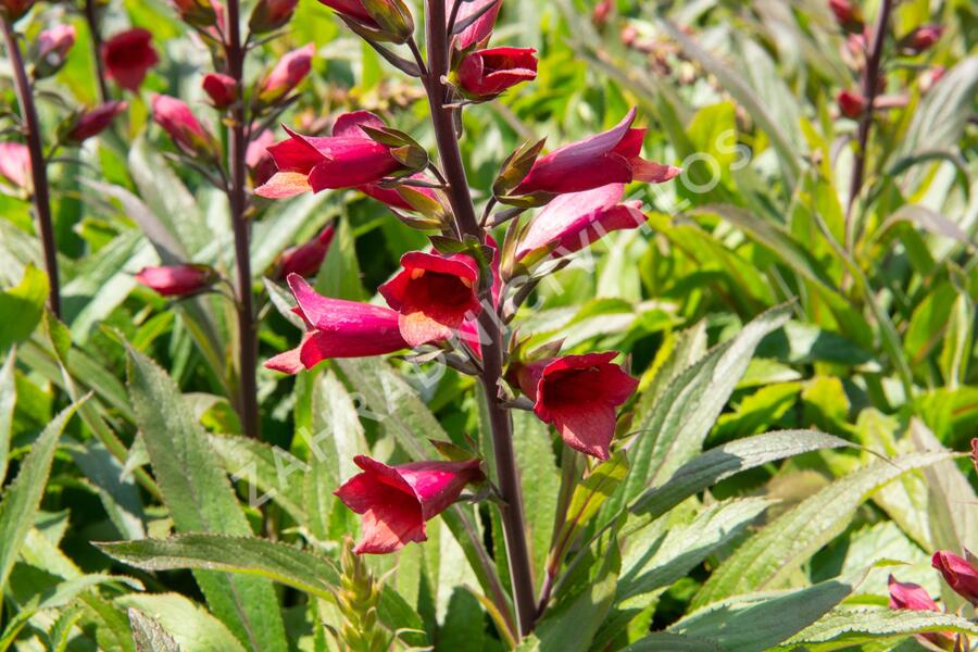Náprstník 'Illumination Cherry Brandy' - Digitalis x hybrida 'Illumination Cherry Brandy'