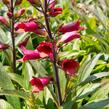 Náprstník 'Illumination Cherry Brandy' - Digitalis x hybrida 'Illumination Cherry Brandy'