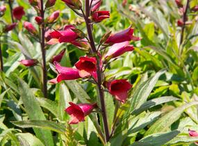 Náprstník 'Illumination Cherry Brandy' - Digitalis x hybrida 'Illumination Cherry Brandy'