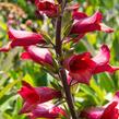 Náprstník 'Illumination Cherry Brandy' - Digitalis x hybrida 'Illumination Cherry Brandy'