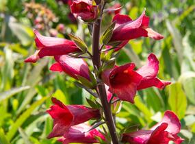 Náprstník 'Illumination Cherry Brandy' - Digitalis x hybrida 'Illumination Cherry Brandy'