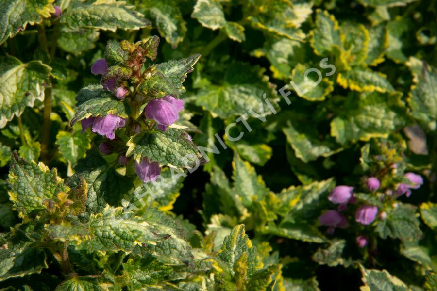 Hluchavka skvrnitá 'Golden Anniversary' - Lamium maculatum 'Golden Anniversary'