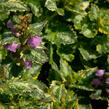 Hluchavka skvrnitá 'Golden Anniversary' - Lamium maculatum 'Golden Anniversary'