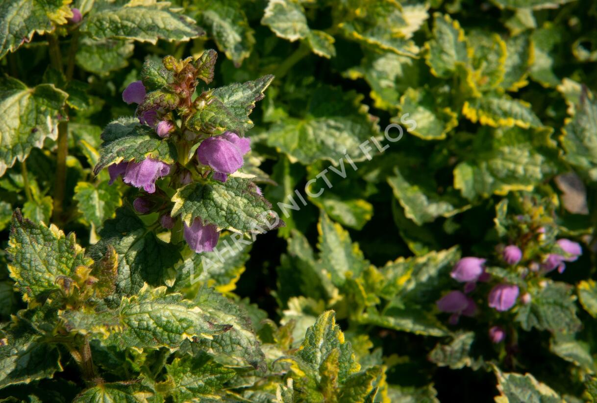 Hluchavka skvrnitá 'Golden Anniversary' - Lamium maculatum 'Golden Anniversary'