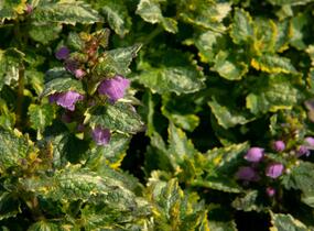 Hluchavka skvrnitá 'Golden Anniversary' - Lamium maculatum 'Golden Anniversary'