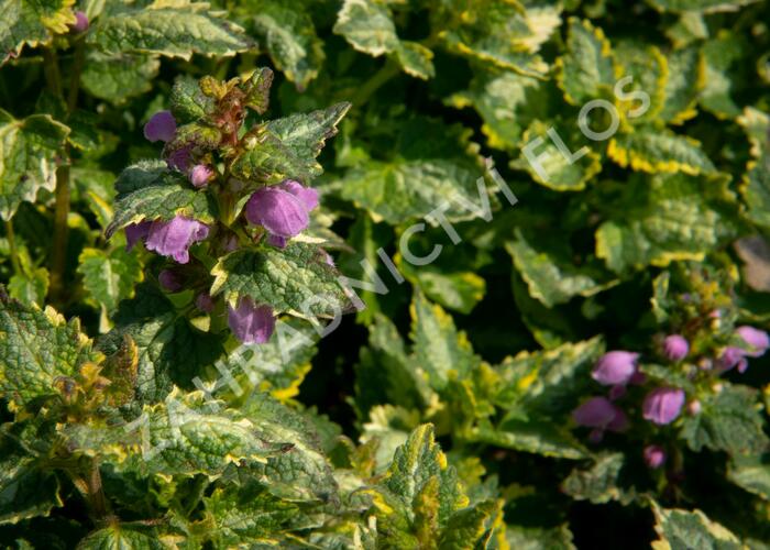 Hluchavka skvrnitá 'Golden Anniversary' - Lamium maculatum 'Golden Anniversary'