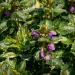 Hluchavka skvrnitá 'Golden Anniversary' - Lamium maculatum 'Golden Anniversary'