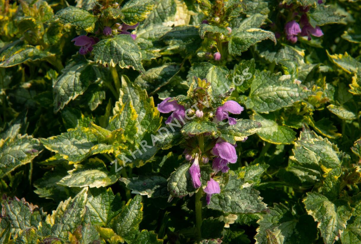 Hluchavka skvrnitá 'Golden Anniversary' - Lamium maculatum 'Golden Anniversary'