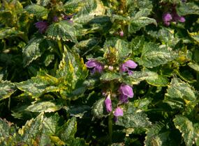 Hluchavka skvrnitá 'Golden Anniversary' - Lamium maculatum 'Golden Anniversary'