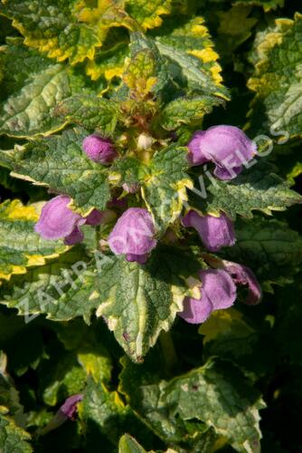 Hluchavka skvrnitá 'Golden Anniversary' - Lamium maculatum 'Golden Anniversary'