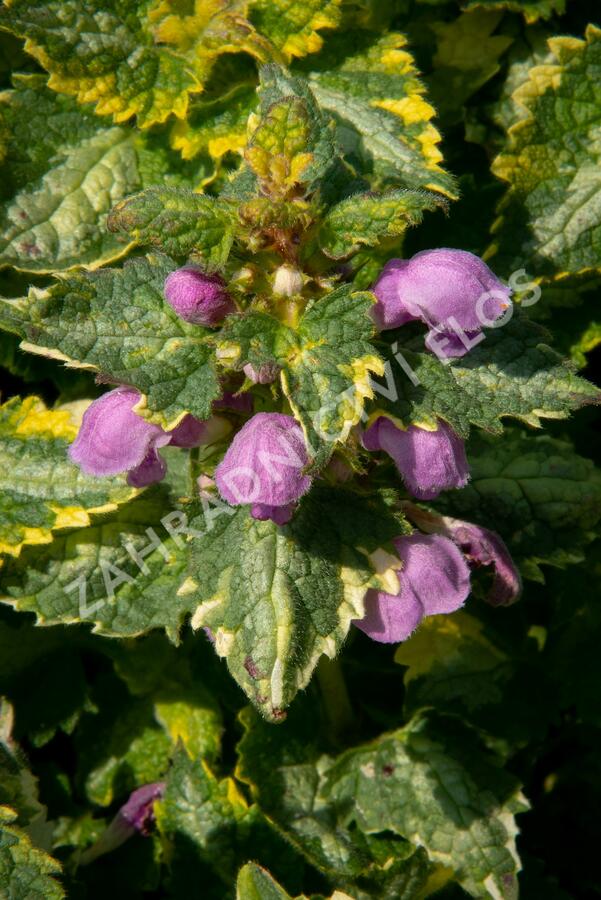 Hluchavka skvrnitá 'Golden Anniversary' - Lamium maculatum 'Golden Anniversary'