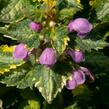 Hluchavka skvrnitá 'Golden Anniversary' - Lamium maculatum 'Golden Anniversary'