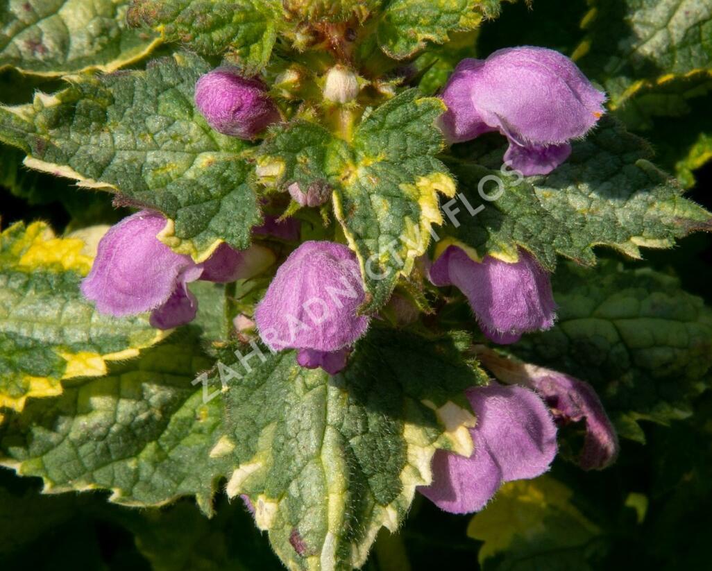 Hluchavka skvrnitá 'Golden Anniversary' - Lamium maculatum 'Golden Anniversary'