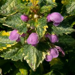Hluchavka skvrnitá 'Golden Anniversary' - Lamium maculatum 'Golden Anniversary'