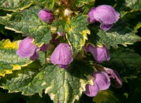 Hluchavka skvrnitá 'Golden Anniversary' - Lamium maculatum 'Golden Anniversary'
