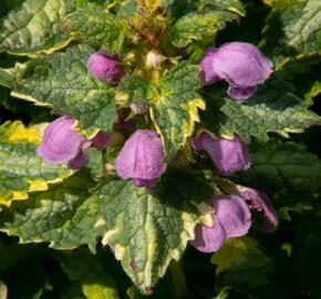 Hluchavka skvrnitá 'Golden Anniversary' - Lamium maculatum 'Golden Anniversary'