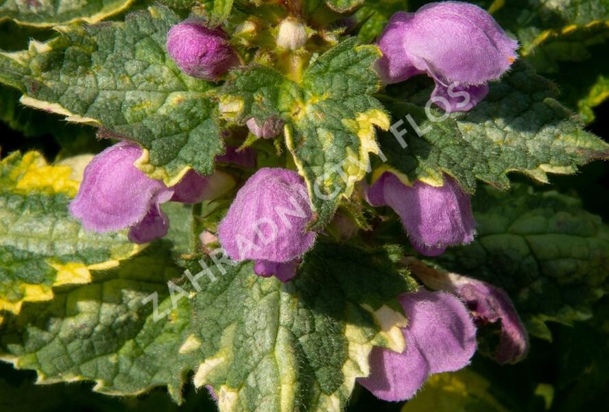 Hluchavka skvrnitá 'Golden Anniversary' - Lamium maculatum 'Golden Anniversary'
