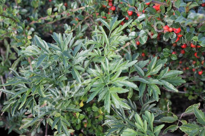 Bez černý 'Laciniata' - Sambucus nigra 'Laciniata'